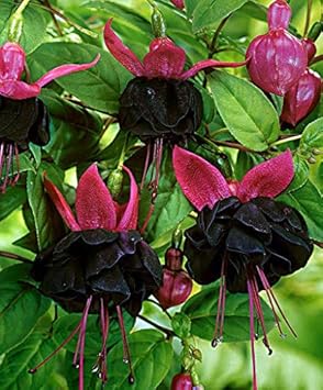 Rarest White Knight Rose Flower Seeds for Planting Premium Quality Ideal for Your Garden Heirloom & GMO Free Seeds for Home Garden 
 
 Sale for planting in home garden