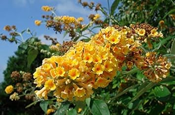 Red Yellow MultiColor Rose for Planting NonGMO Heirloom Garden Seeds Hardy Variety 
 
 Sale for planting in home garden