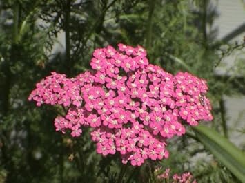 Pink Cerise Yarrow Flower seeds for Planting - Colorful Display, Heirloom & GMO Free Seeds for Home Garden
 
 Sale for planting in home garden.
