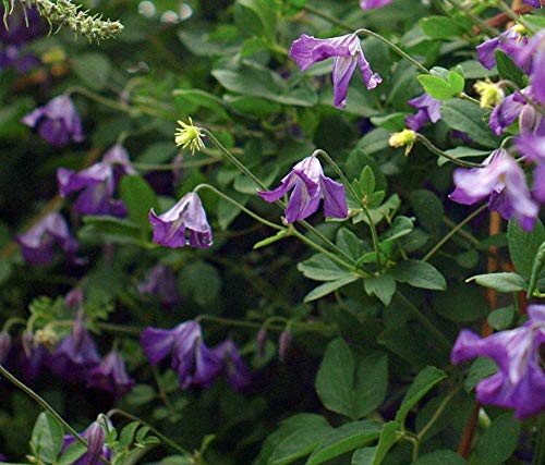 Violet Viticella Flower seeds for Planting - Cut Flower Favorite, Heirloom & GMO Free Seeds for Home Garden
 
 Sale seeds for home garden