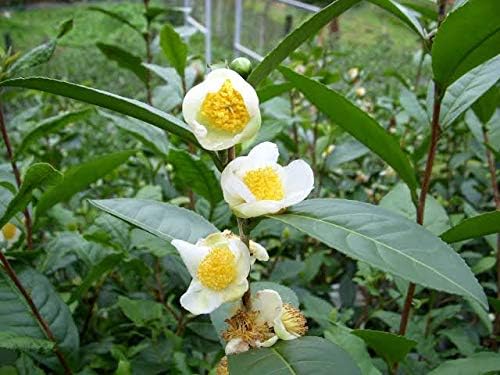 Green Tea Plant Seeds - Camellia Sinensis Also Known As Tree Best Selling