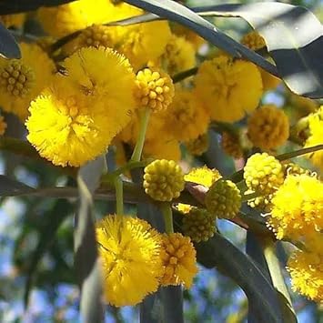 Yellow Acacia Perennial Flower Seeds for Planting, Heirloom Non-GMO Organic Garden Seeds
 
 Sale seeds for home garden