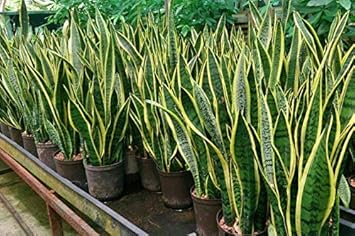 Sansevieria Planting Seeds Generic For Indoor Green