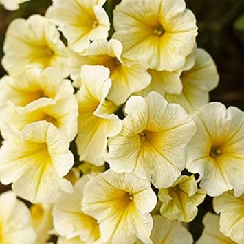 Petunia Flower Seeds - Bright Light Yellow For Planting