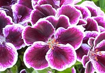 Light Violet Aster Callistephus Flower Seeds for Planting Drought Tolerant Heirloom & GMO Free Seeds for Home Garden
 
 Sale for planting in home garden