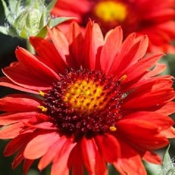 Red Arizona Flower seeds for Planting - Drought Tolerant, Heirloom & GMO Free Seeds for Home Garden
 
 Sale for planting in home garden