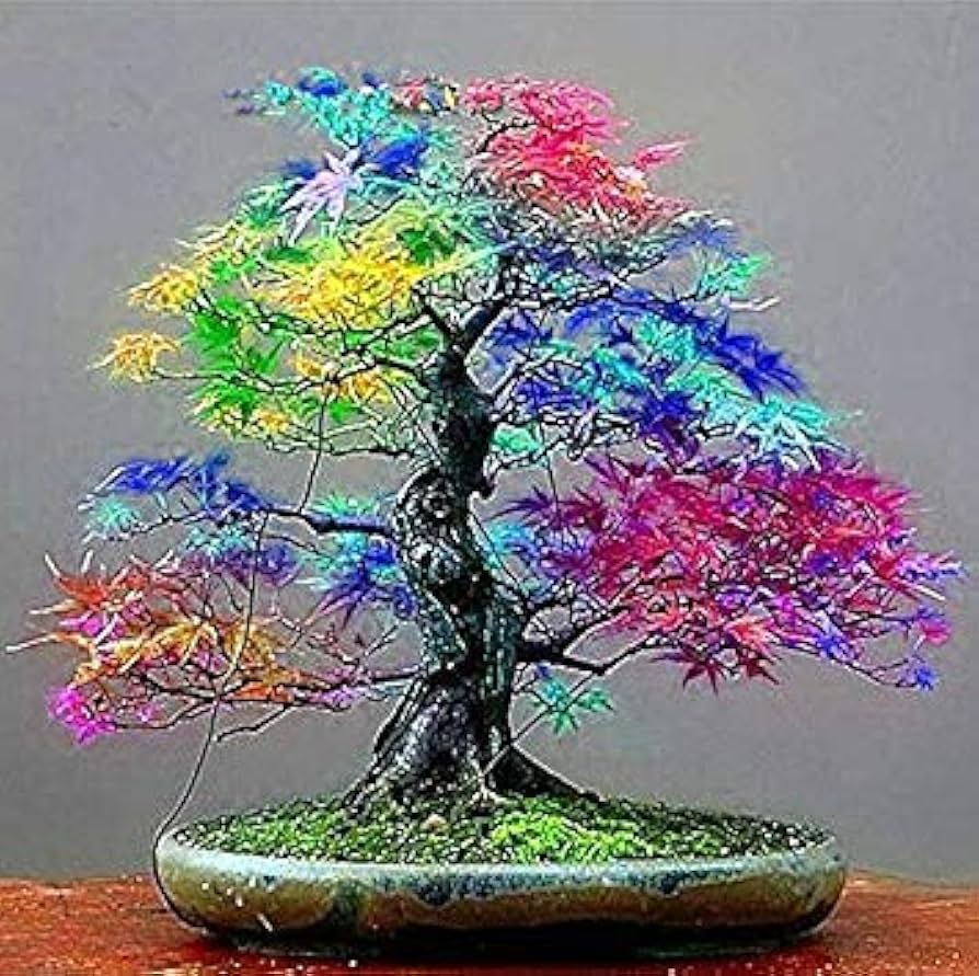 Bonsai Maple Tree Seeds Multi-Color Planting Plant Seeds