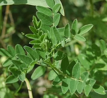 Astragalus Membranaceus Seeds For Planting