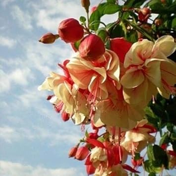 Brown Tulip Flower Seeds for Planting Drought Tolerant Heirloom & GMO Free Seeds for Home Garden
 
 Sale for planting in home garden