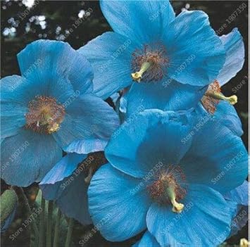 Double Hollyhock Alcea Rosea Sky Blue Seeds For Planting - Stunning Garden Blooms