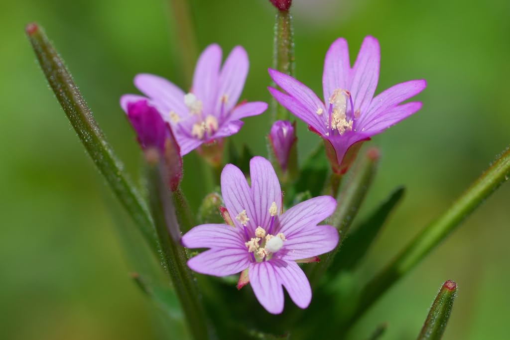 Epilobium Glandulosum Flower seeds for Planting - Easy to Grow, Heirloom & GMO Free Seeds for Home Garden
 
 Sale for planting in home garden
