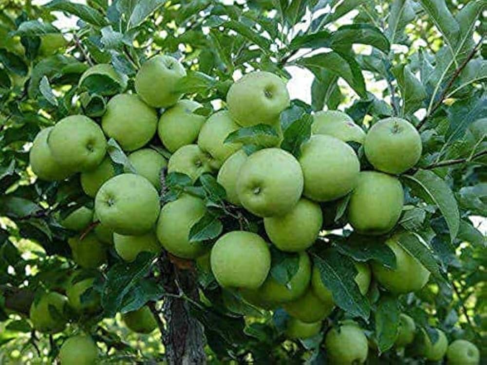 Green Apple Fruit Seeds For Planting - Crisp Variety