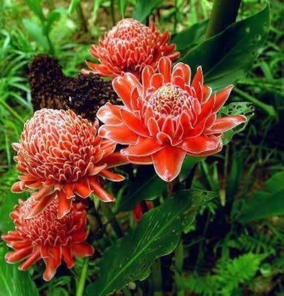 Ginger Flower seeds for Planting - Premium Quality, Heirloom & GMO Free Seeds for Home Garden
 
 Sale for planting in home garden.