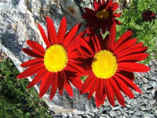 Rose Chrysanthemum Coccineum seeds for bold blooms