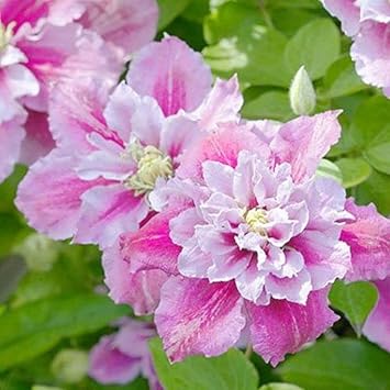 Clematis Flower seeds for Planting - Low Maintenance, Heirloom & GMO Free Seeds for Home Garden
 
 Sale for planting in home garden