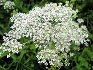 Ginseng Dong Quai Chinese Angelica seeds for medicinal herb