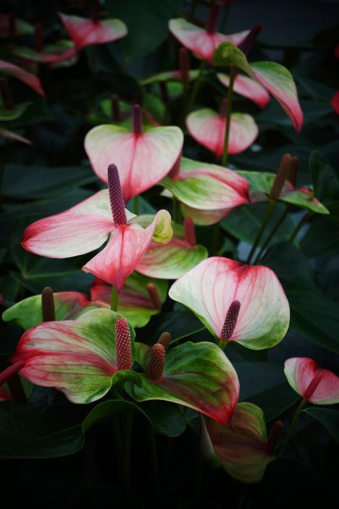Green (Green Pink) seeds for planting in home garden