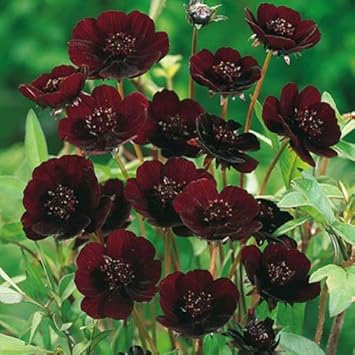 Chocolate Clematis Flower seeds for Planting - Compact Growth, Heirloom & GMO Free Seeds for Home Garden
 
 Sale seeds for planting in home garden