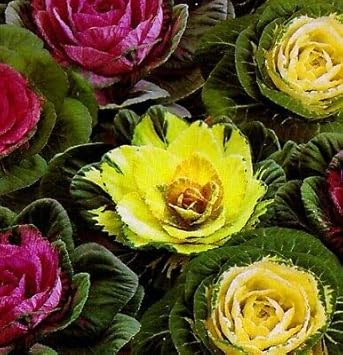 Red Thailand Caladium Flower Seeds for Planting Sun Loving Heirloom & GMO Free Seeds for Home Garden
 
 Sale for planting in home garden