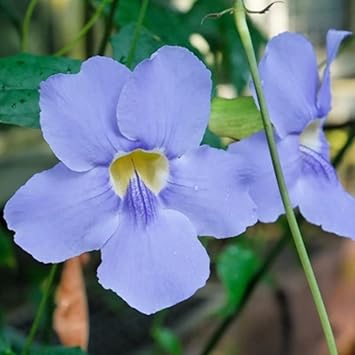Thunbergia Flower seeds for Planting Easy to Grow Heirloom & GMO Free Seeds for Home Garden 
 
 Sale for planting in home garden