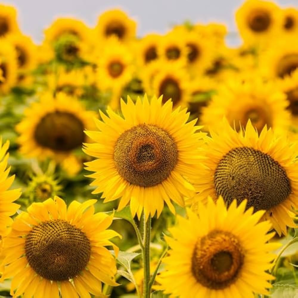 Mini Sunflower Helianthus annuus for planting in flower bed