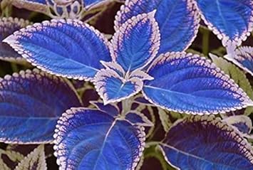 Coleus Seeds For Planting Blue And White Flower