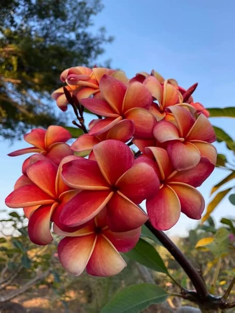 Red & White Frangipani Flower seeds for Planting - Pollinator Friendly, Heirloom & GMO Free Seeds for Home Garden
 
 Sale seeds for planting in home garden