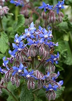 Heirloom Borago Officinalis Flower seeds for Planting Hardy Variety Heirloom & GMO Free Seeds for Home Garden 
 
 Sale for planting in home garden