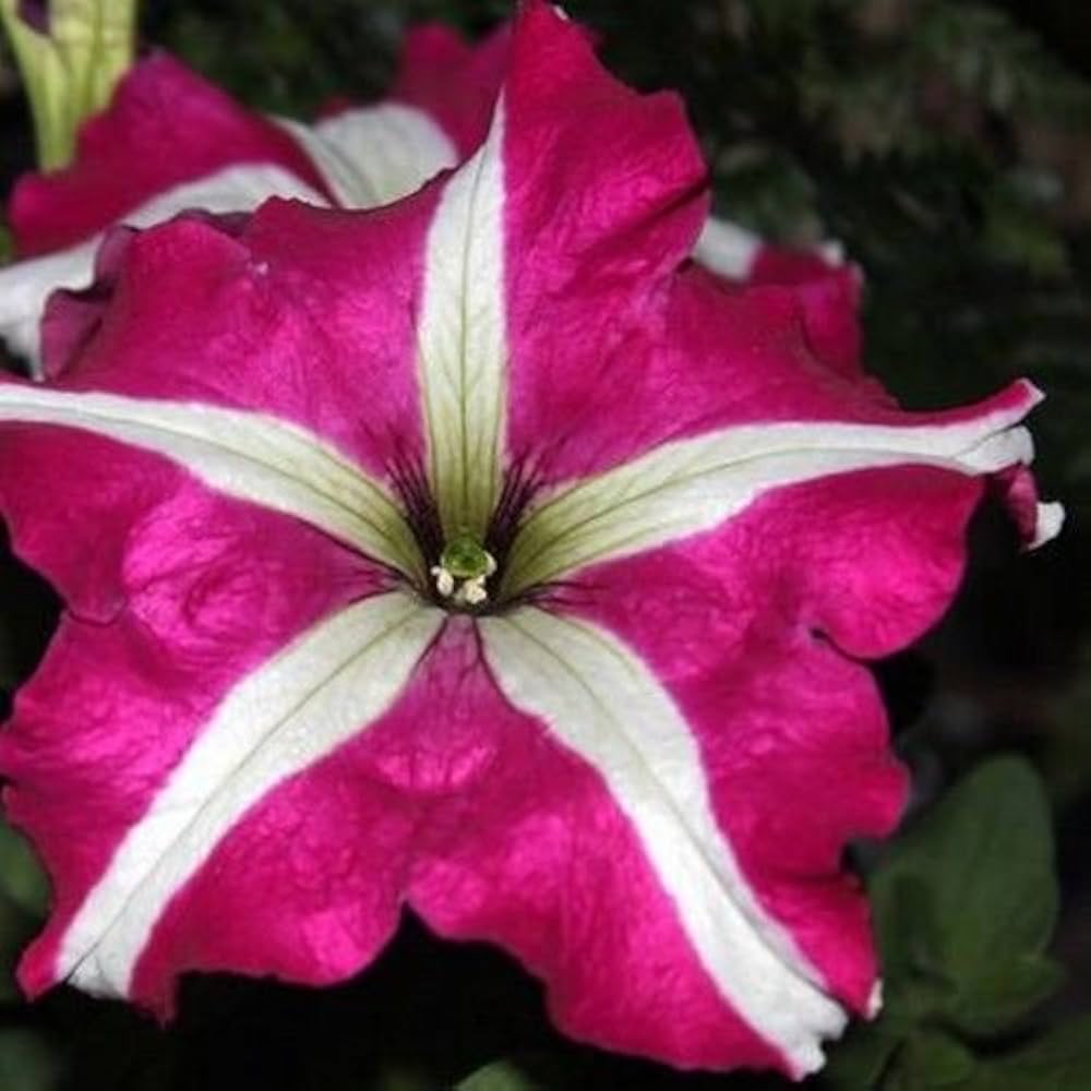 Pelleted Seeds Dreams Rose Picotee Petunia Seeds