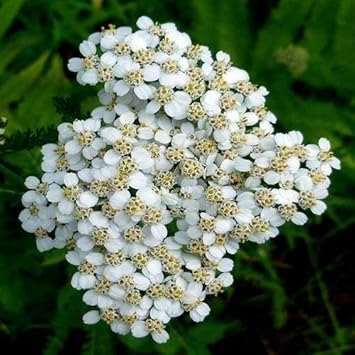 White Yarrow Flower seeds for Planting - Hardy Variety, Heirloom & GMO Free Seeds for Home Garden
 
 Sale seeds for home garden