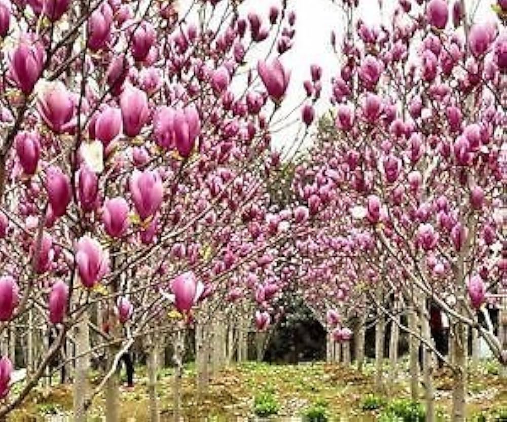 Magnolia campbellii Stunning Pink Flower Tree Seeds for Cold Climates (Zone 7+)
