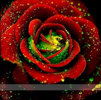 Red Green Rose Flower seeds for Planting - Shade Tolerant, Heirloom & GMO Free Seeds for Home Garden
 
 Sale seeds for planting in home garden
