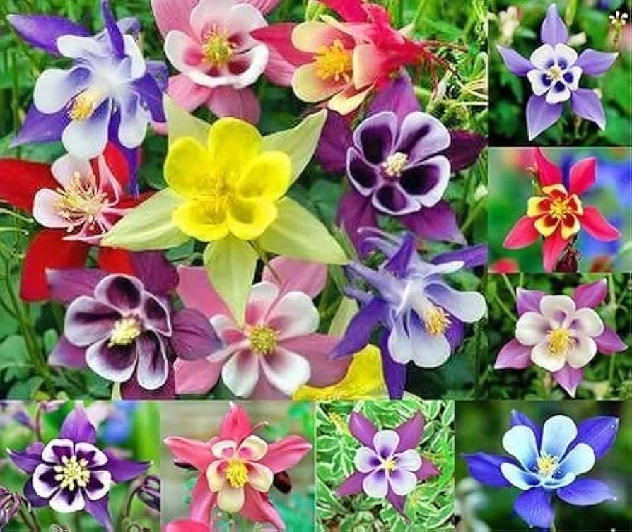 Aquilegia Seeds For Vibrant Multi-Color Planting Flower