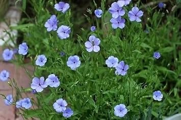 Blue Viscaria Flower seeds for Planting - Fragrant Blossoms, Heirloom & GMO Free Seeds for Home Garden
 
 Sale for planting in home garden.