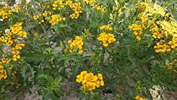 Yellow Tagetes Lemmonii Seeds For Easy Planting