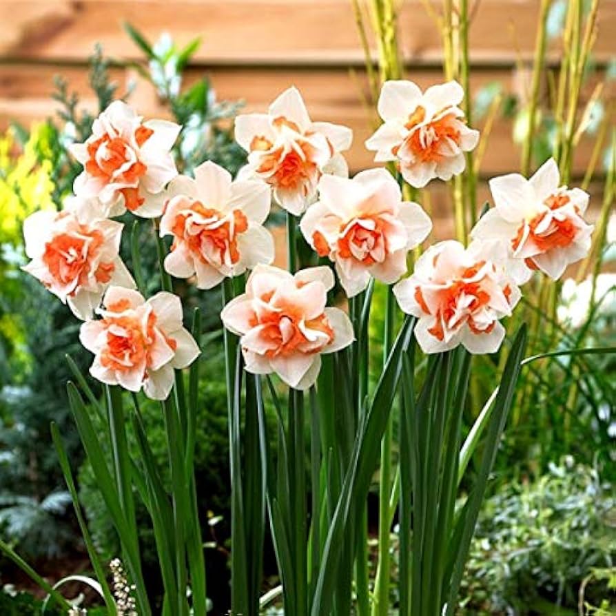 Narciso Flower seeds for Planting - Premium Quality, Heirloom & GMO Free Seeds for Home Garden
 
 Sale seeds for home garden