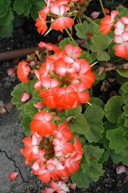 Geranium Red White Seeds For Planting - Brighten Your Garden