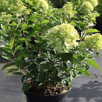 Light Green Hydrangea Seeds For Planting