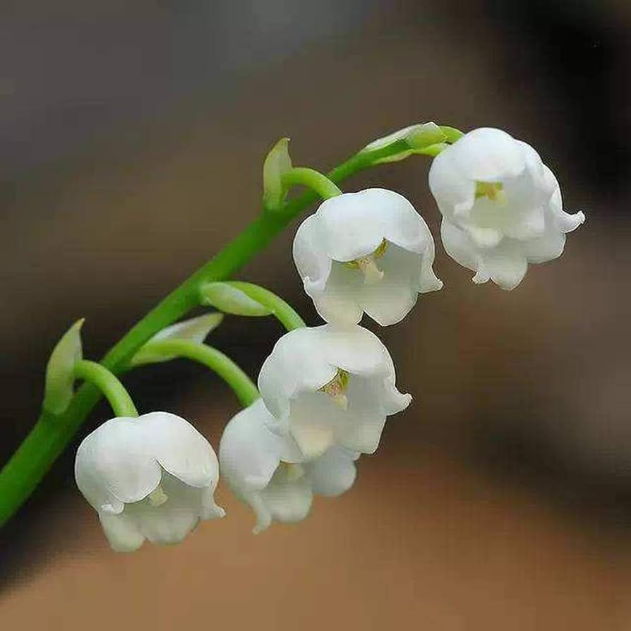 White Bell Orchid Seeds For Planting Flower