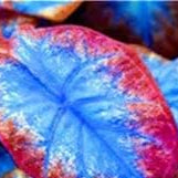 Mix Blue Caladium Flower seeds for Planting - Cottage Garden Essential, Heirloom & GMO Free Seeds for Home Garden
 
 Sale seeds for home garden