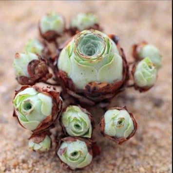 Green Aeonium Greenovia Flower seeds for Planting - Seasonal Bloomer, Heirloom & GMO Free Seeds for Home Garden
 
 Sale for planting in home garden