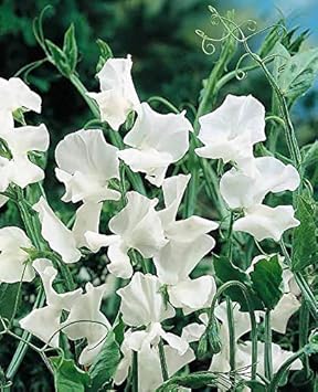Heirloom Sweet Pea Jilly Flower seeds for Planting Compact Growth Heirloom & GMO Free Seeds for Home Garden 
 
 Sale for planting in home garden