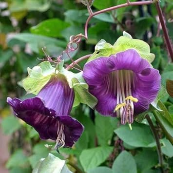 Heirloom Cobaea Bells Flower seeds for Planting Garden Favorite Heirloom & GMO Free Seeds for Home Garden 
 
 Sale for planting in home garden