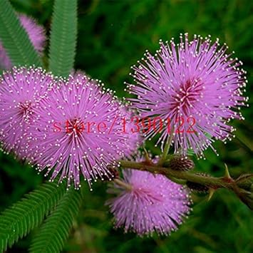 Purple Mimosa Flower seeds for Planting - Easy to Grow, Heirloom & GMO Free Seeds for Home Garden
 
 Sale seeds for planting in home garden