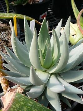Aloe Flower seeds for Planting - Easy to Grow, Heirloom & GMO Free Seeds for Home Garden
 
 Sale for planting in home garden