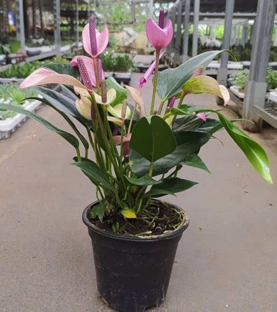 Exotic Anthurium Violet Flower Seeds For Garden Planting