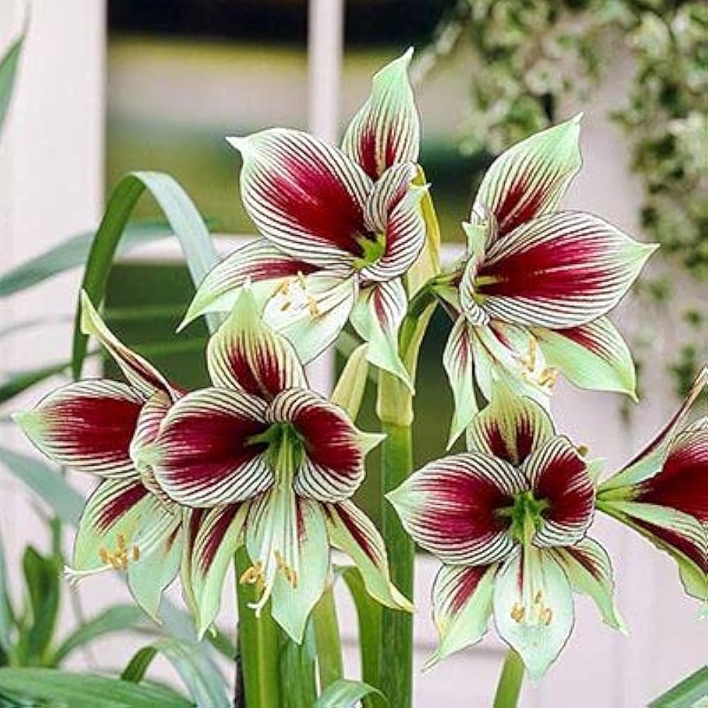 Green Hippeastrum for planting in flower bed