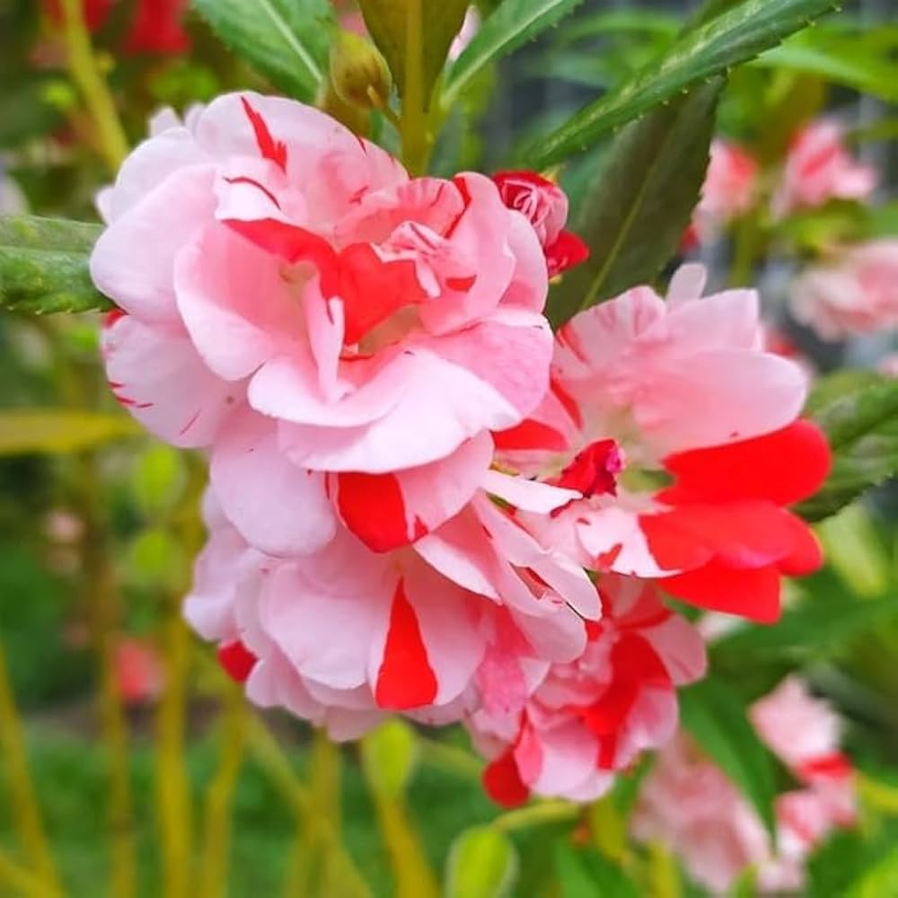 Balsam Flower Seeds For Planting - Vibrant Orange And White Blooms