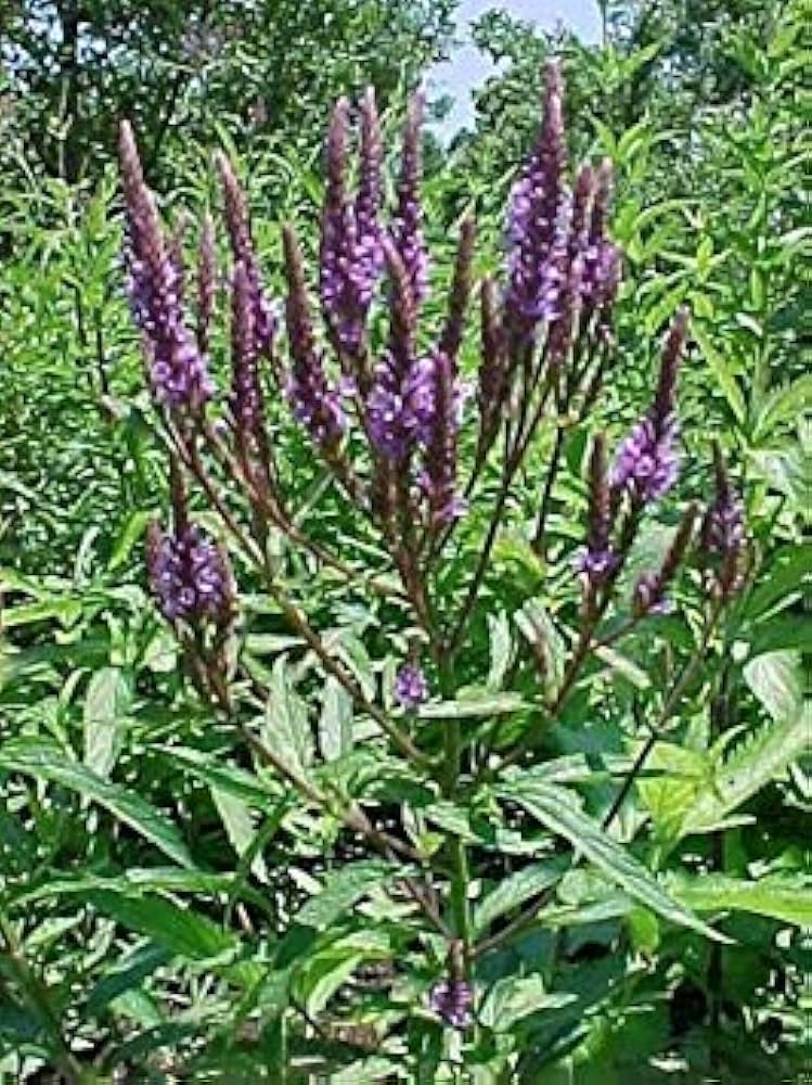 Verbena Rosa Spiers seeds for bright pink flowers