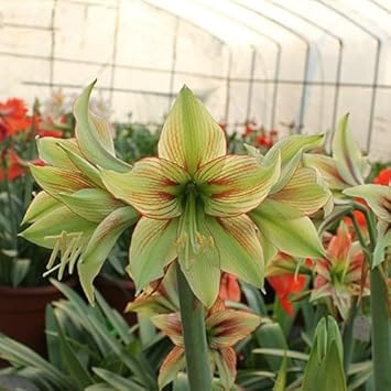 Hippeastrum Army Green Flower seeds for Planting - Pollinator Friendly, Heirloom & GMO Free Seeds for Home Garden
 
 Sale for planting in home garden